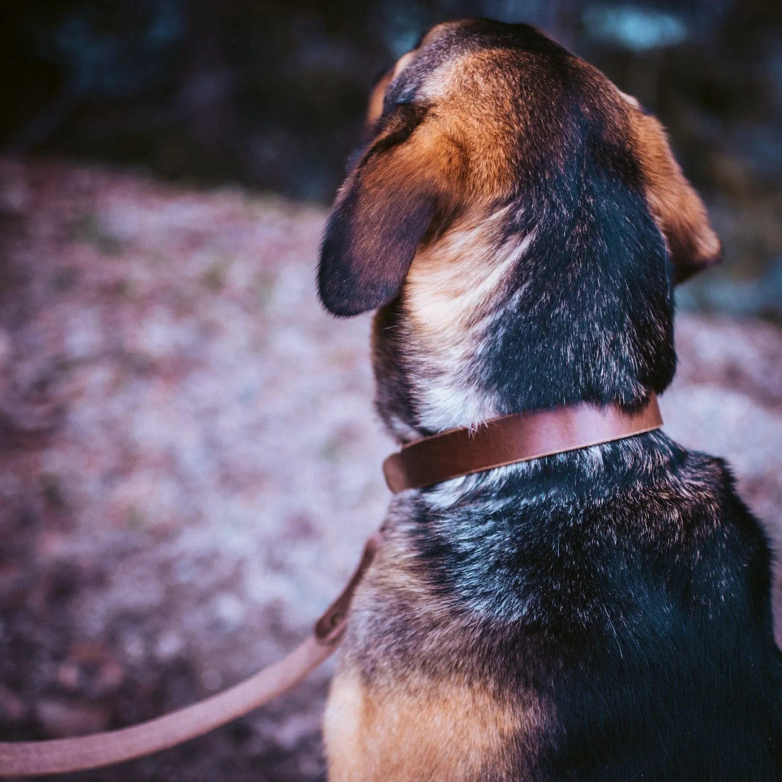 Matching Dog Collar & Leash Bundle - Natural